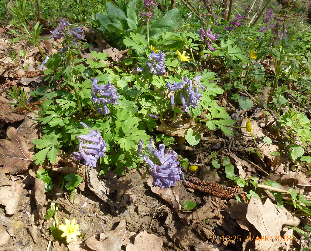 0P1560206 Corydalis intermedia.JPG