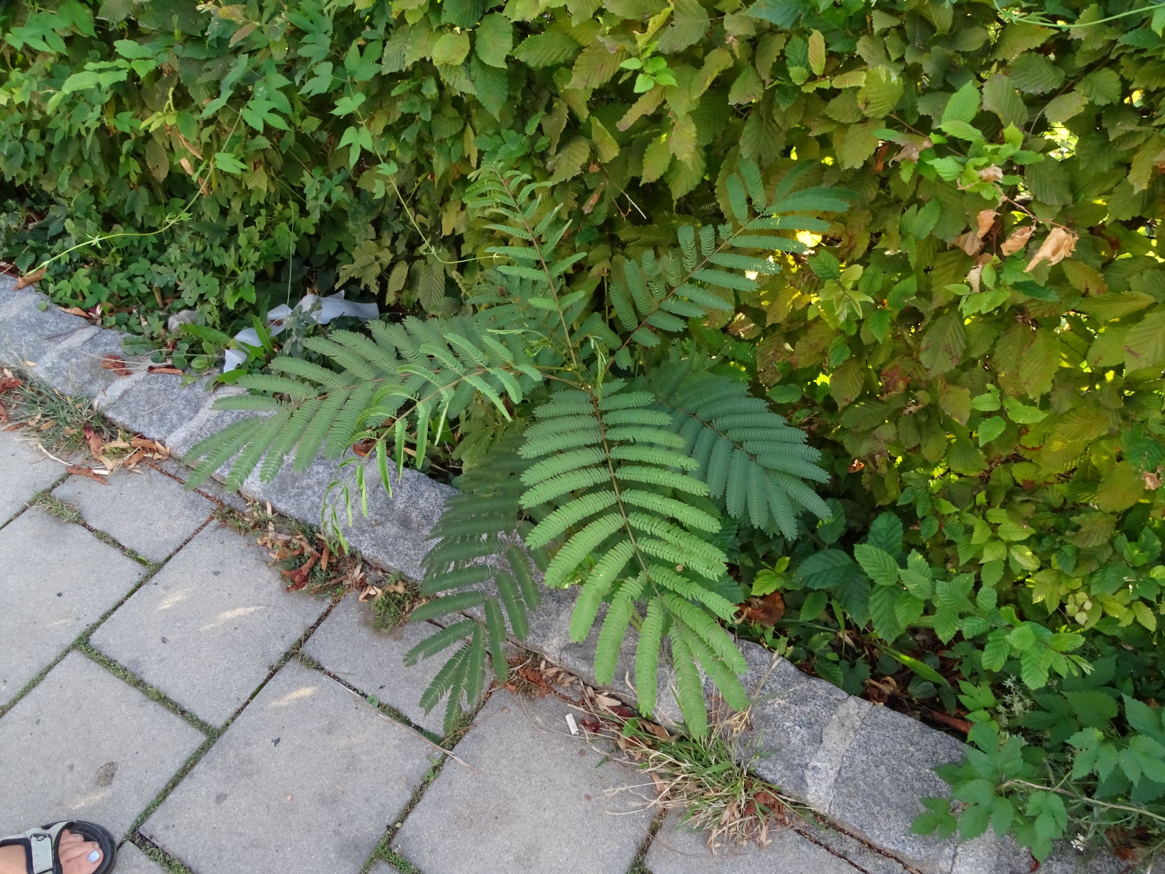 DSC05073 neusiedl-zentrum, 2022-09-04, albizia julibrissin.JPG