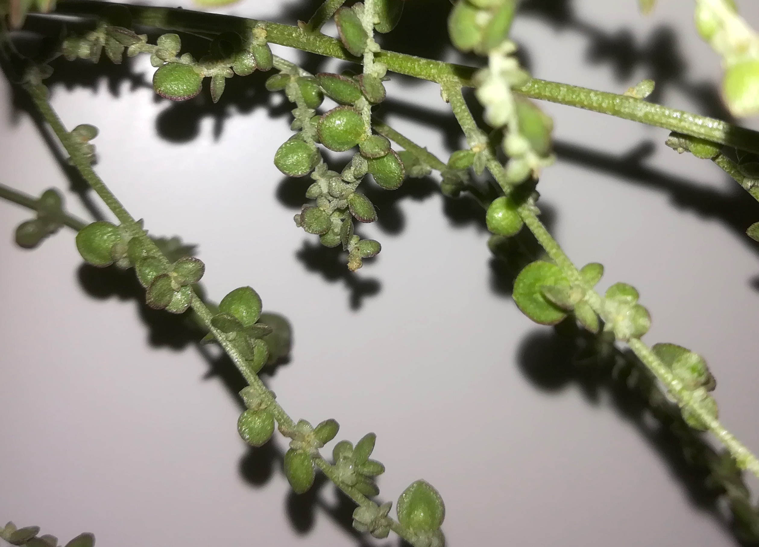 atriplex cf. micrantha bei bhf lanzendorf rannersdorf_20220916_111552.jpg