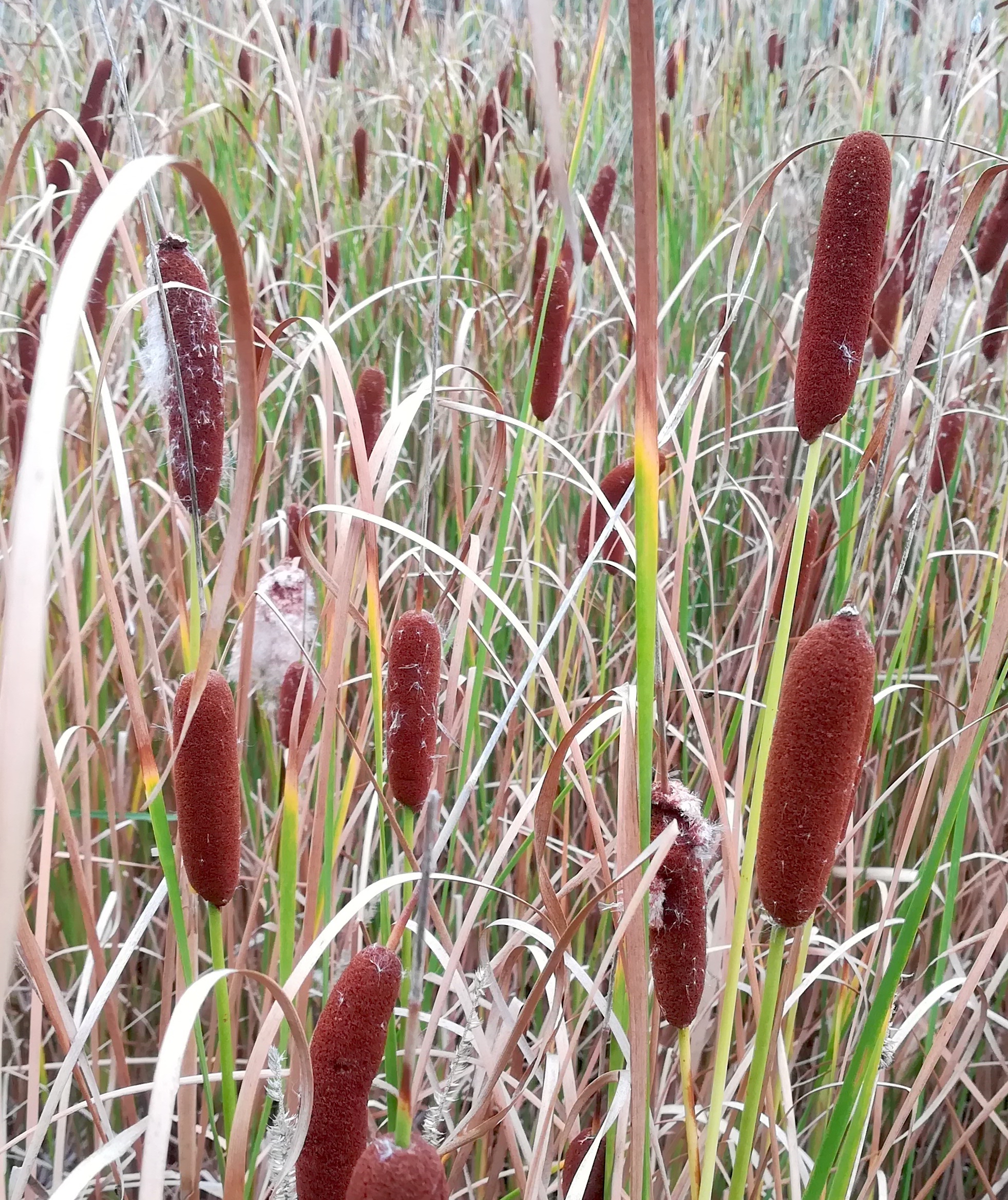 typha cf. laxmannii wohl kult. bei schwechat lanzendorf_20220916_094553.jpg