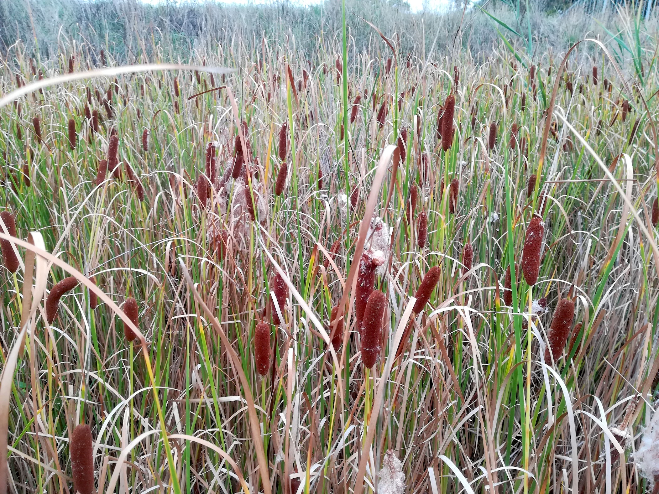 typha cf. laxmannii wohl kult. bei schwechat lanzendorf_20220916_094556.jpg