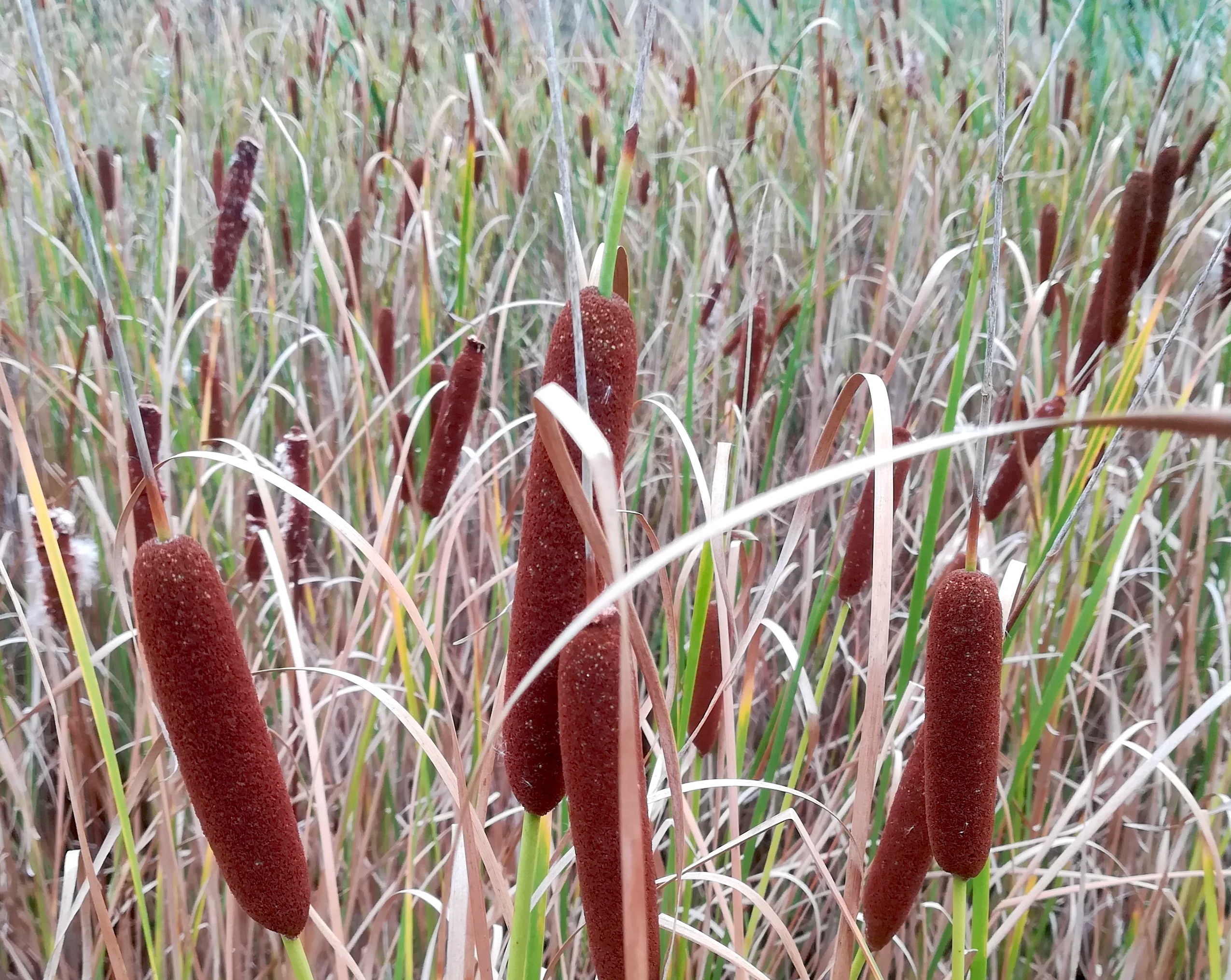 typha cf. laxmannii wohl kult. bei schwechat lanzendorf_20220916_094548.jpg