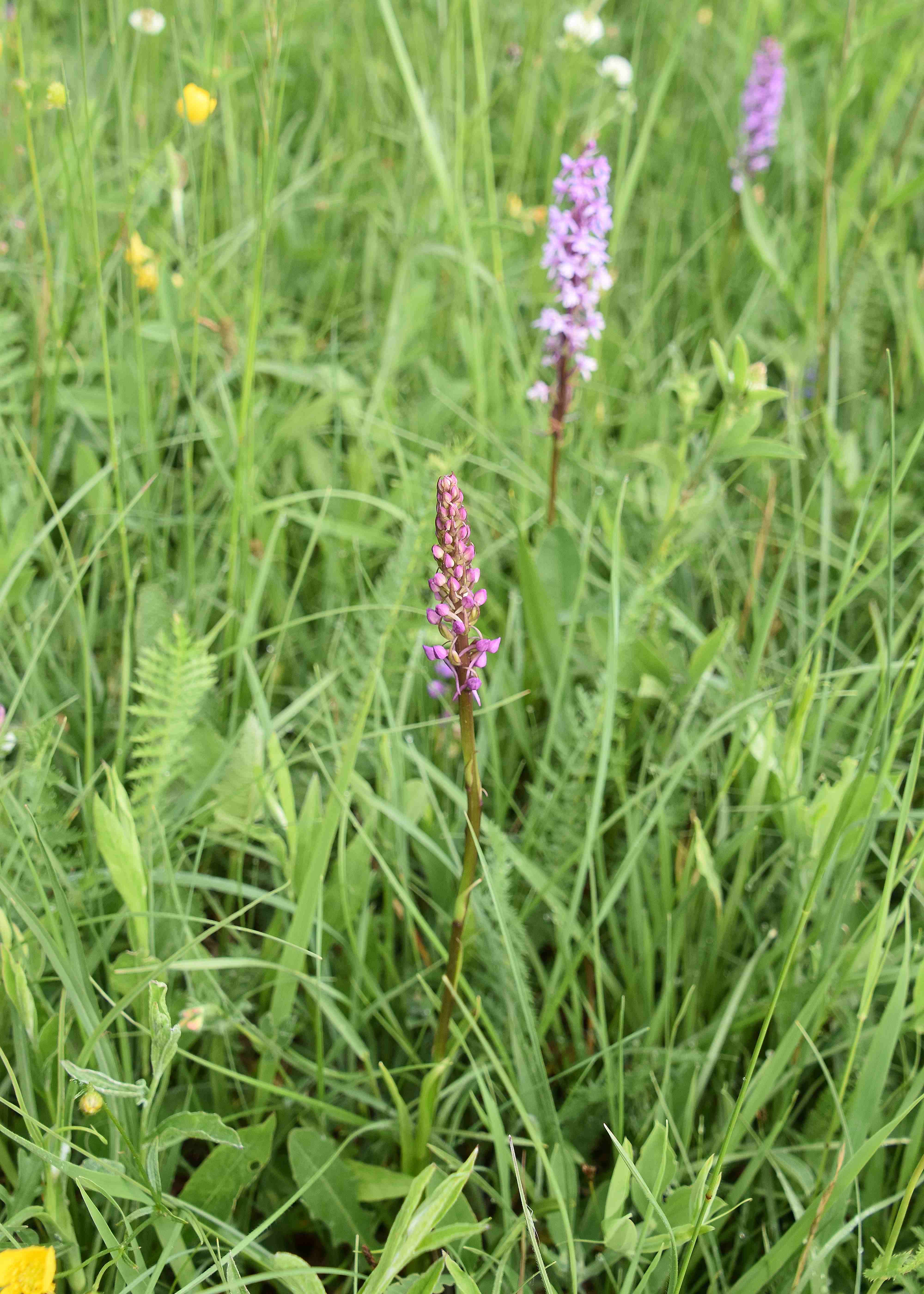 Kaltenleutgeben - 29052022 - (41) -  Gymnadenia conopsea - Mücken-Händelwurz und Gymnadenia conopsea f. odorata.JPG