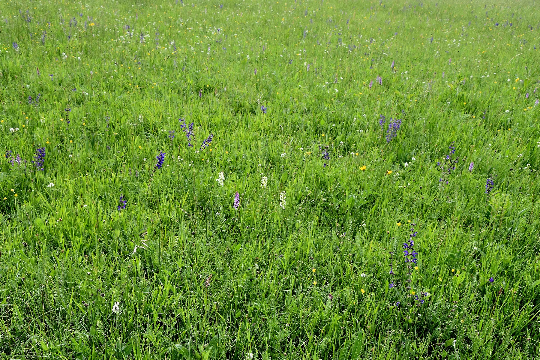 Kaltenleutgeben - 29052022 - (48) - Platanthera bifolia - Weiß-Waldhyazinthe und Gymnadenia conopsea - Mücken-Händelwurz.JPG