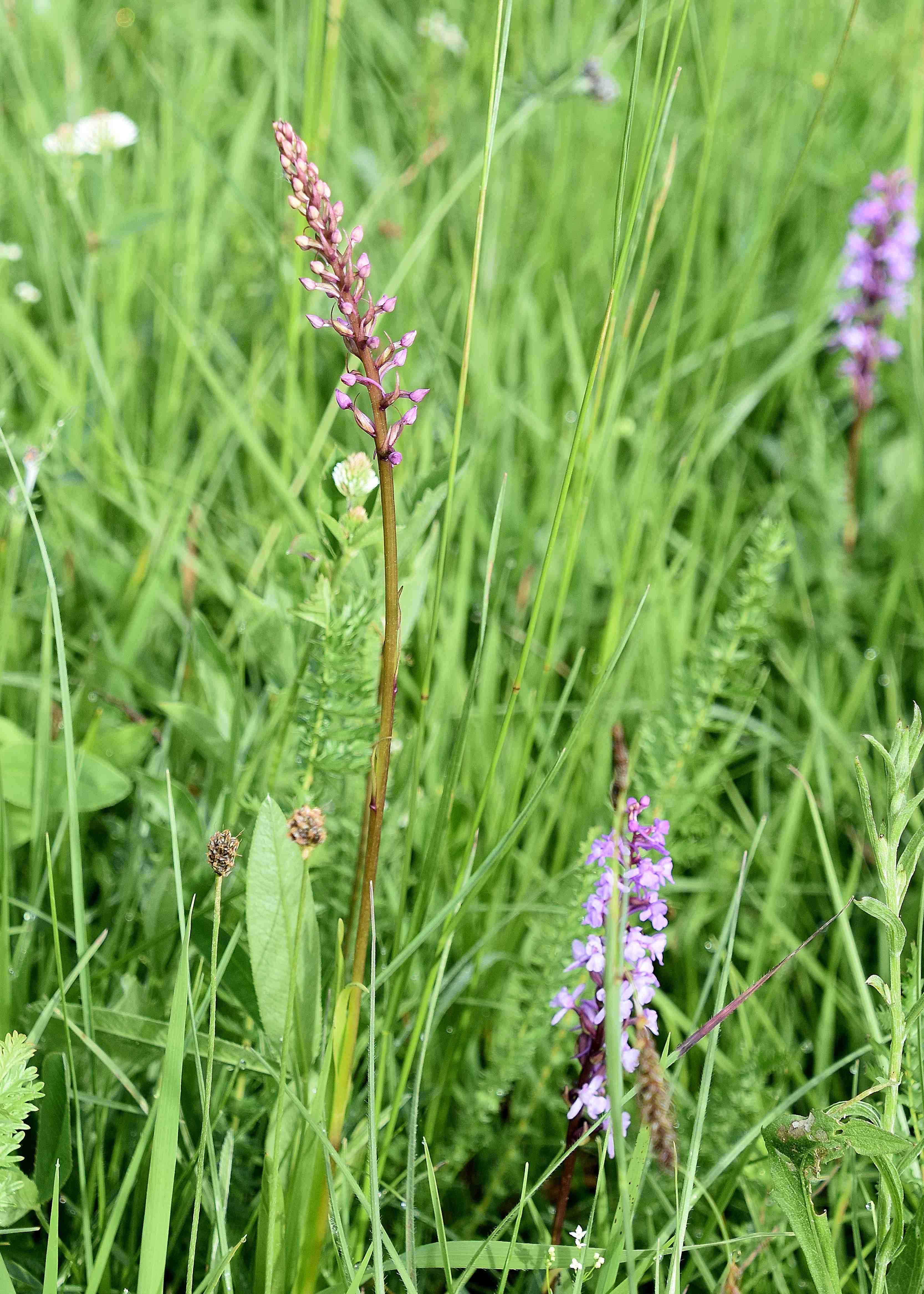 Kaltenleutgeben - 29052022 - (53) - Gymnadenia conopsea - Mücken-Händelwurz und Gymnadenia conopsea f. odorata.JPG