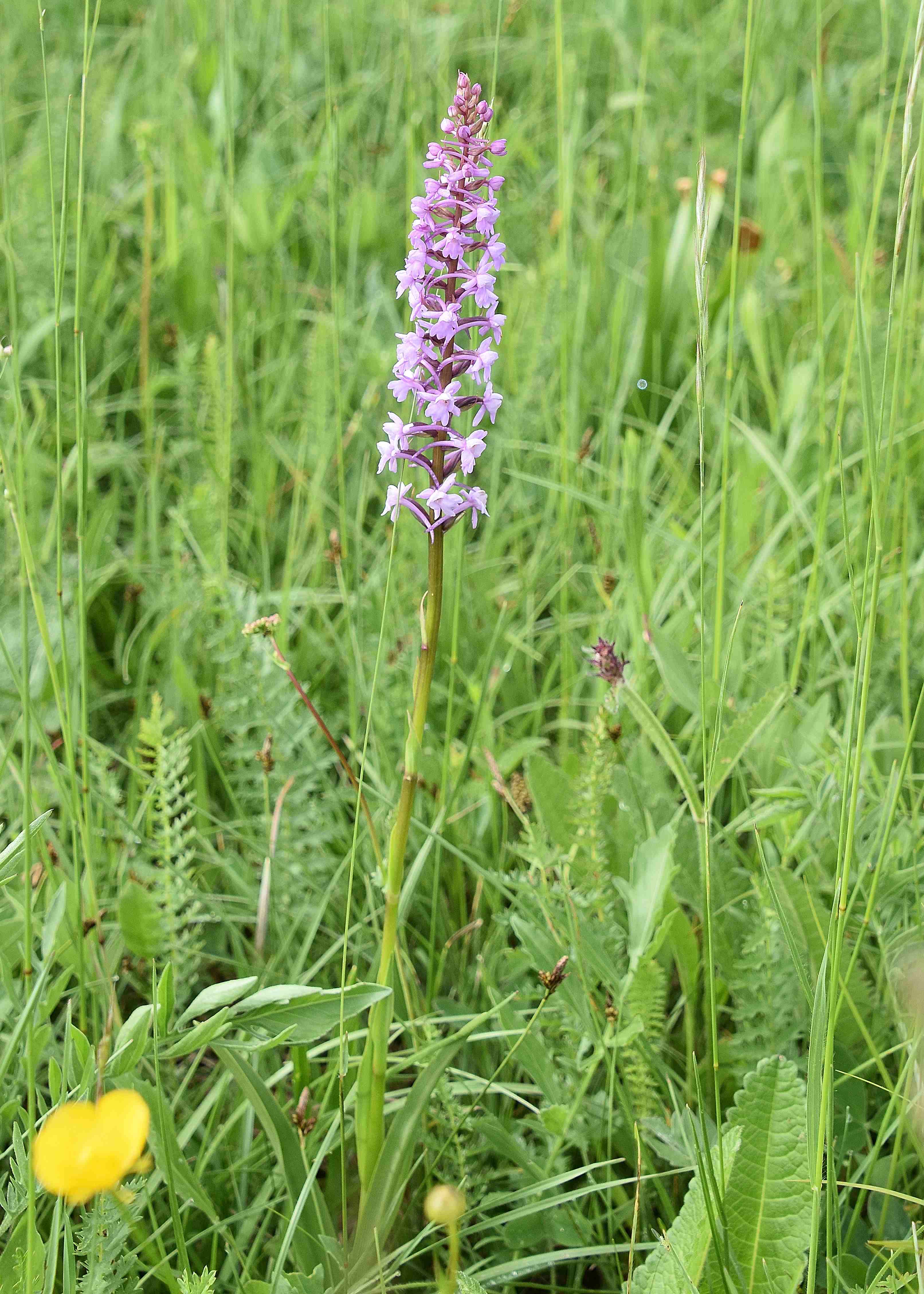 Kaltenleutgeben - 29052022 - (76) - Gymnadenia conopsea - Mücken-Händelwurz.JPG