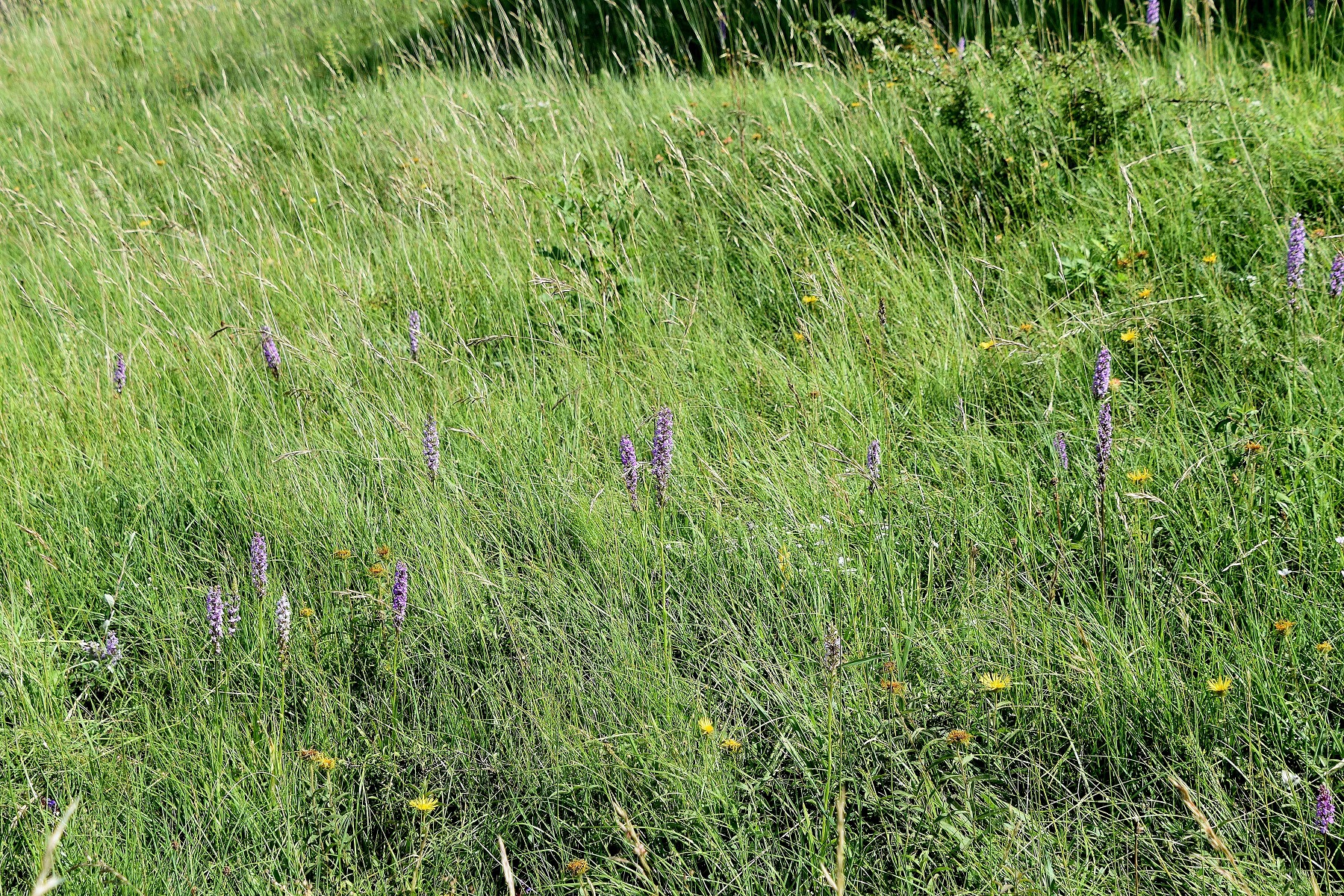 Pdorf - 14062022 - (61) - Heide - Gymnadenia conopsea odorata - Mücken-Händelwurz.JPG