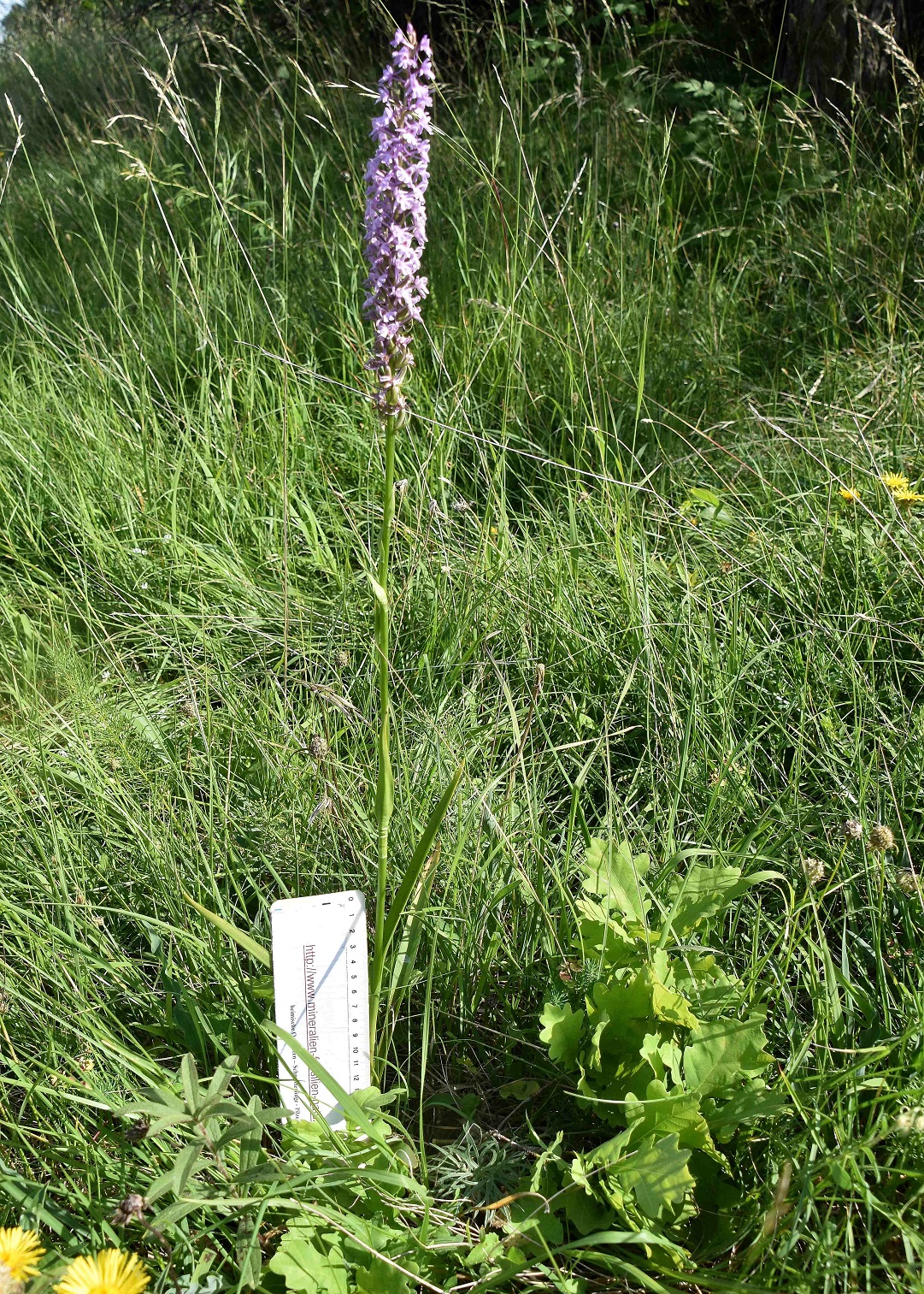 Pdorf - 14062022 - (63) - Heide - Gymnadenia conopsea odorata - Mücken-Händelwurz.JPG