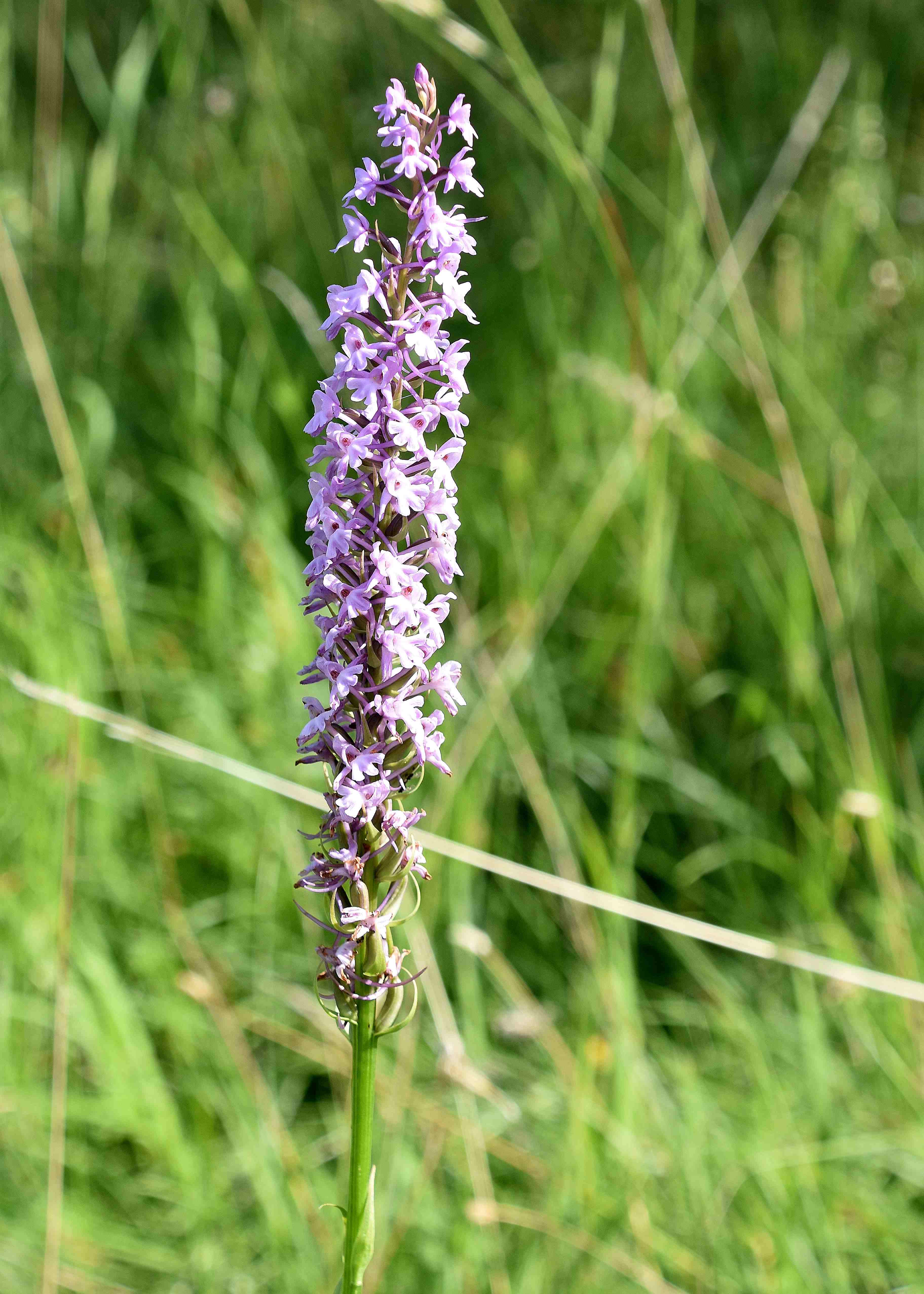 Pdorf - 14062022 - (64) - Heide - Gymnadenia conopsea odorata - Mücken-Händelwurz.JPG