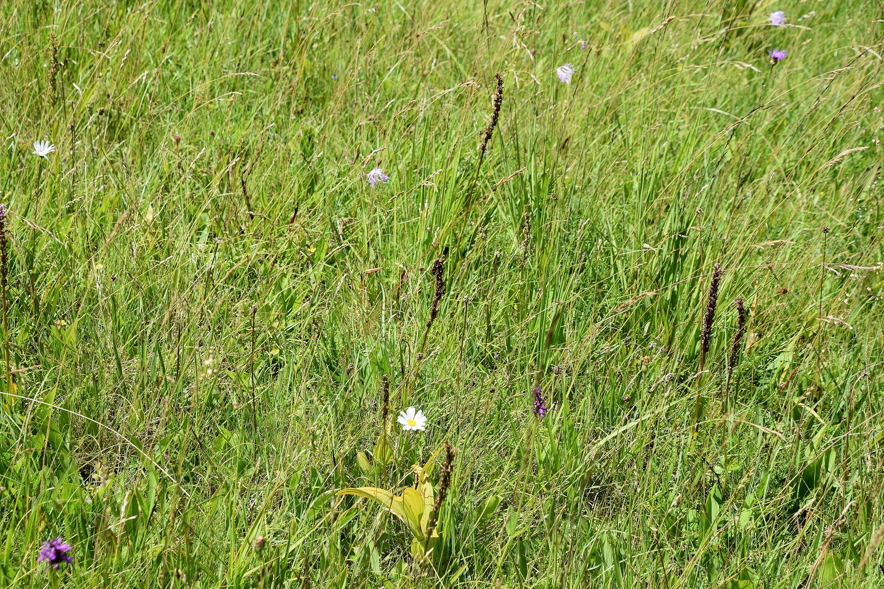 Klausen-Leopoldsdorf-05072020-(107) - Gymnadenia conopsea - Mücken-Händelwurz.JPG