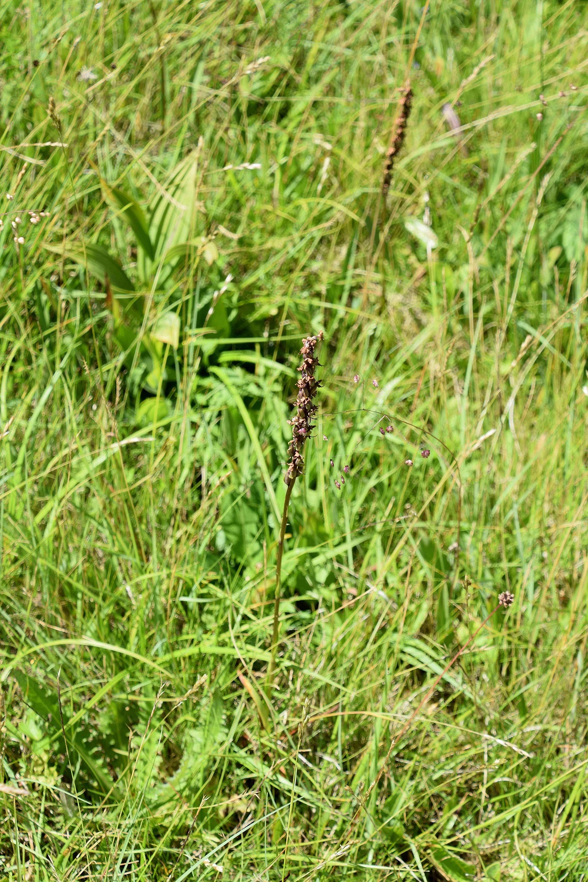 Klausen-Leopoldsdorf-05072020-(106) - Gymnadenia conopsea - Mücken-Händelwurz.JPG