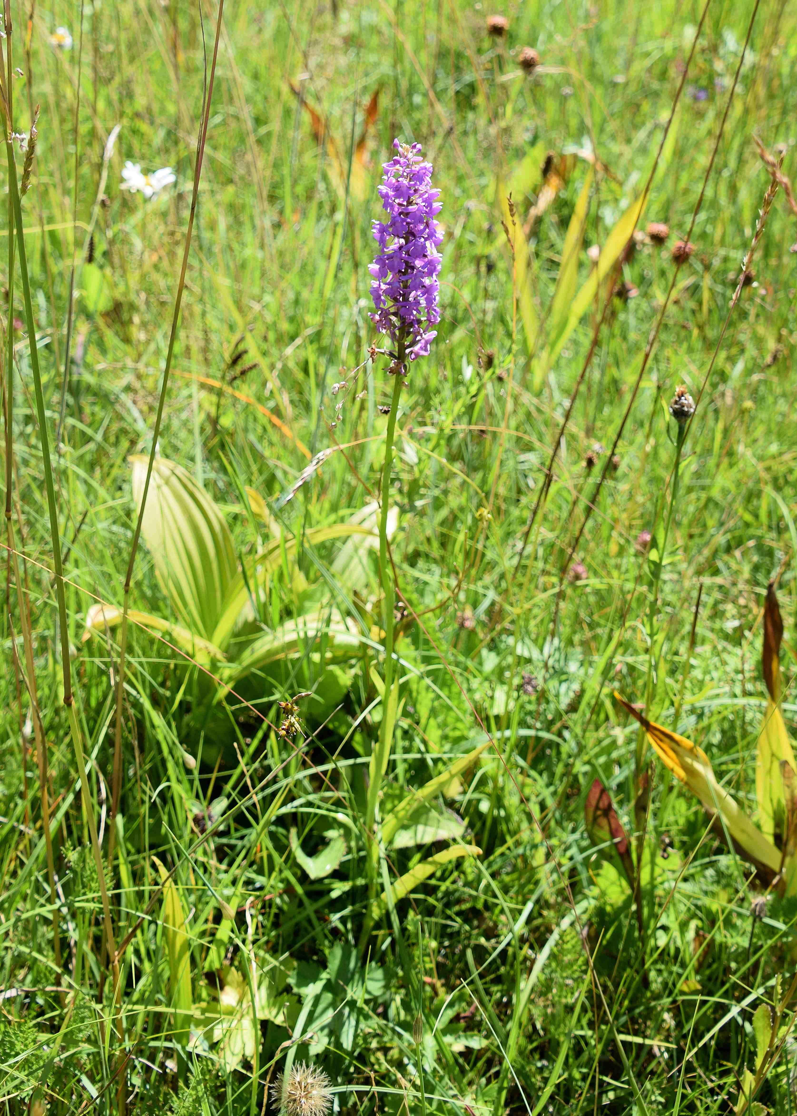 Klausen-Leopoldsdorf-05072020-(91) - Gymnadenia conopsea f. odorata.JPG