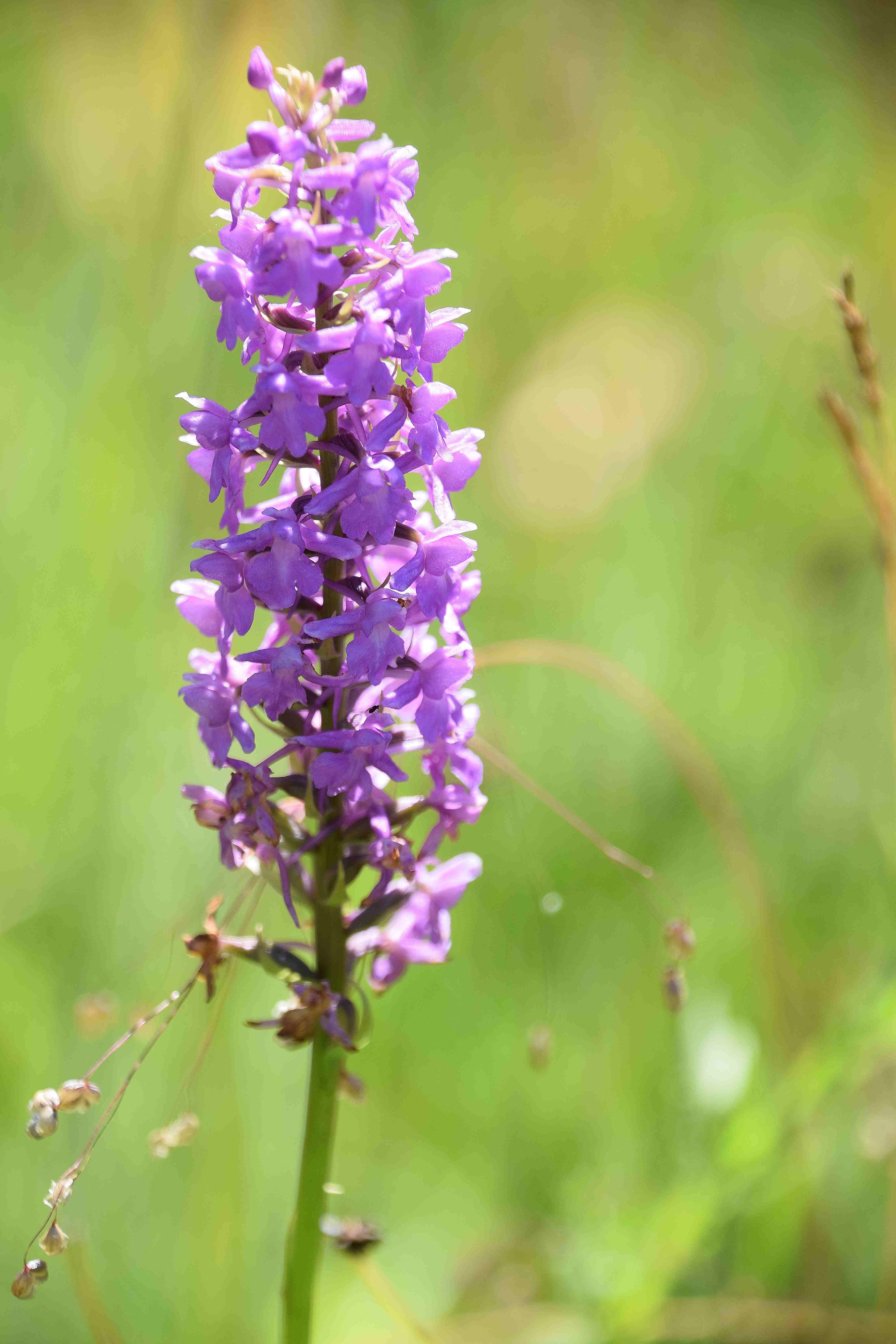 Klausen-Leopoldsdorf-05072020-(92) - Gymnadenia conopsea f. odorata.JPG