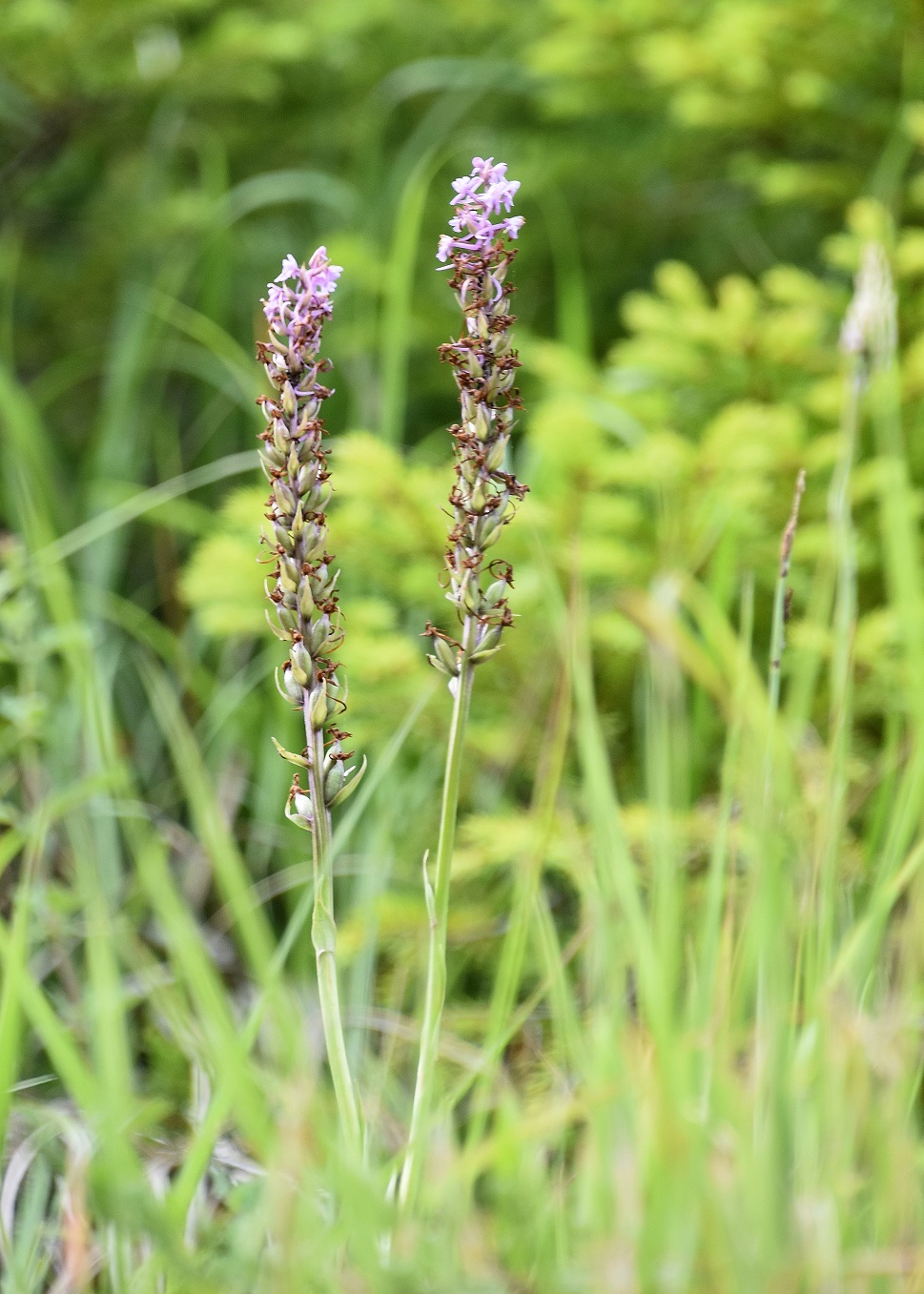 Kernhof -01072021-(9) - Ausweiche km - Gymnadenia conopsea - Mücken-Händelwurz.JPG