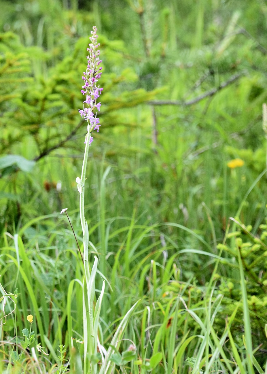 Kernhof -01072021-(10) - Ausweiche km - Gymnadenia conopsea f. odorata.JPG