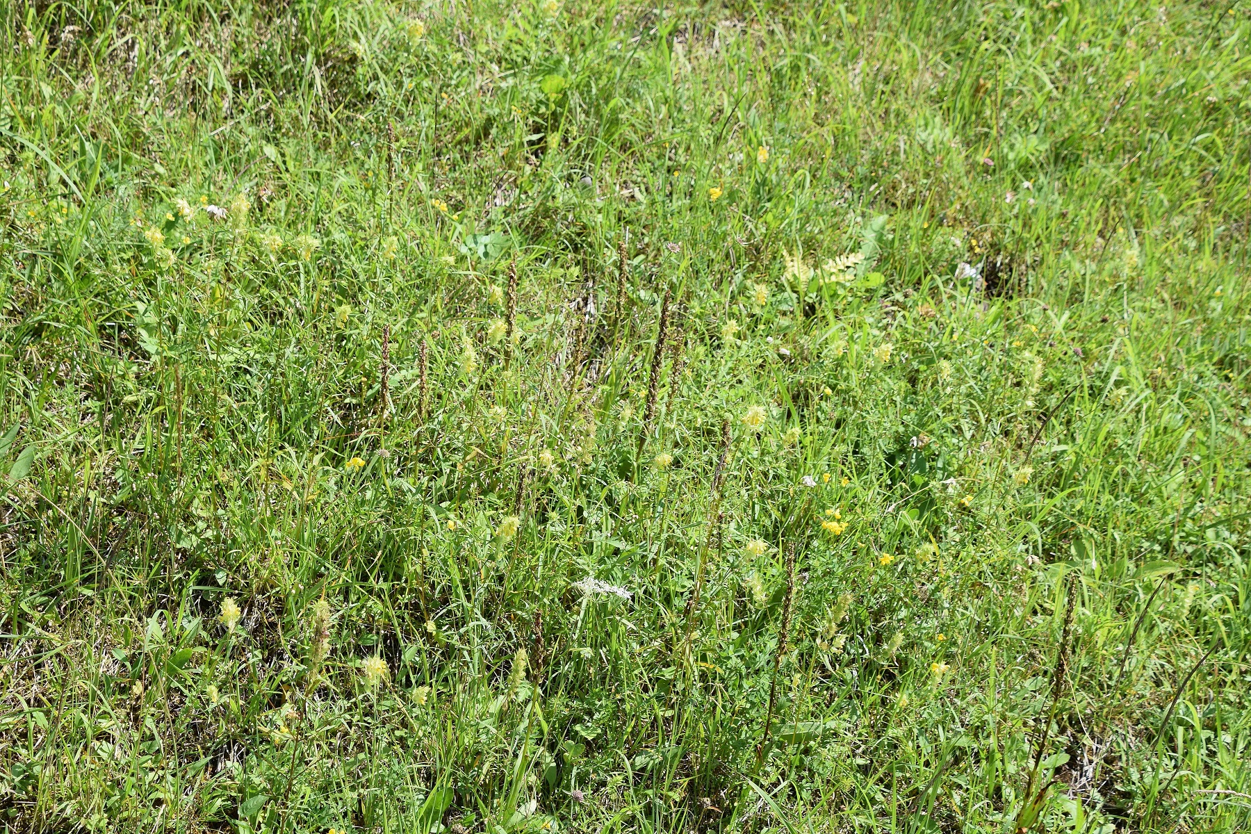 Kernhof, Gscheid-25072020-(8) -Gymnadenia conopsea - Mücken-Händelwurz.JPG