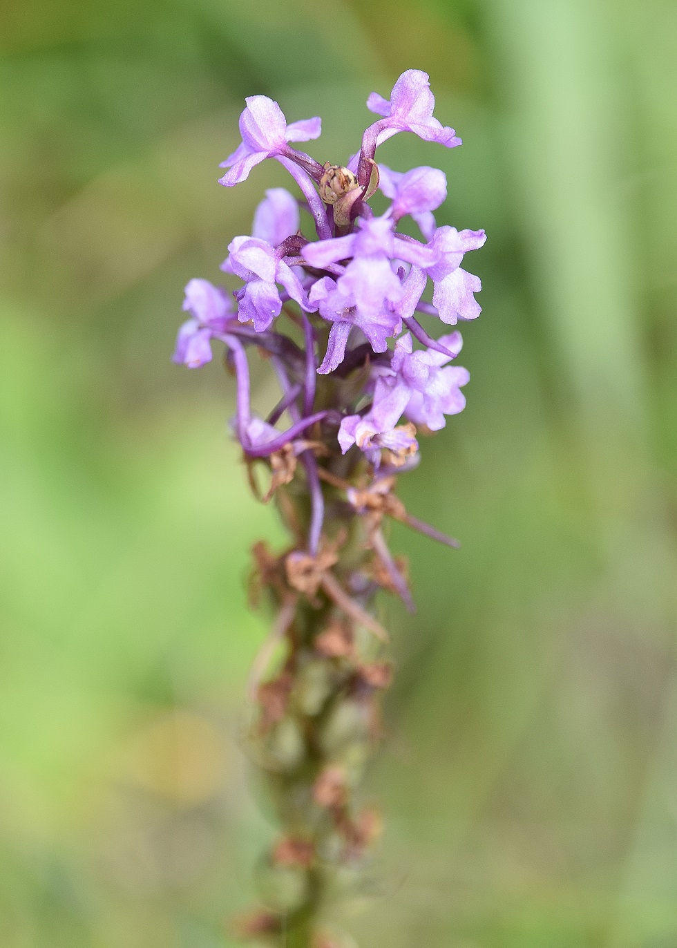 Mariazell - 31072022 - (49) - Gymnadenia conopsea f. odorata.JPG