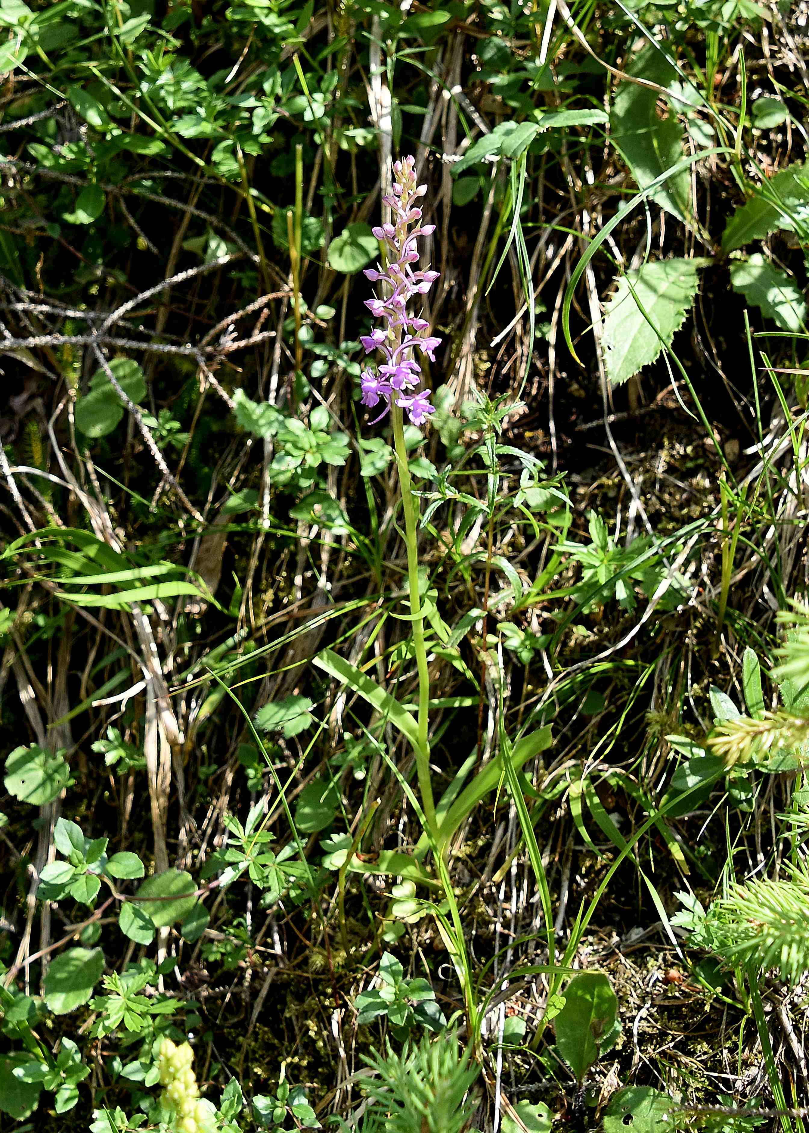 Neuhaus - 24072021 - (315) - Gymnadenia conopsea f. odorata.JPG