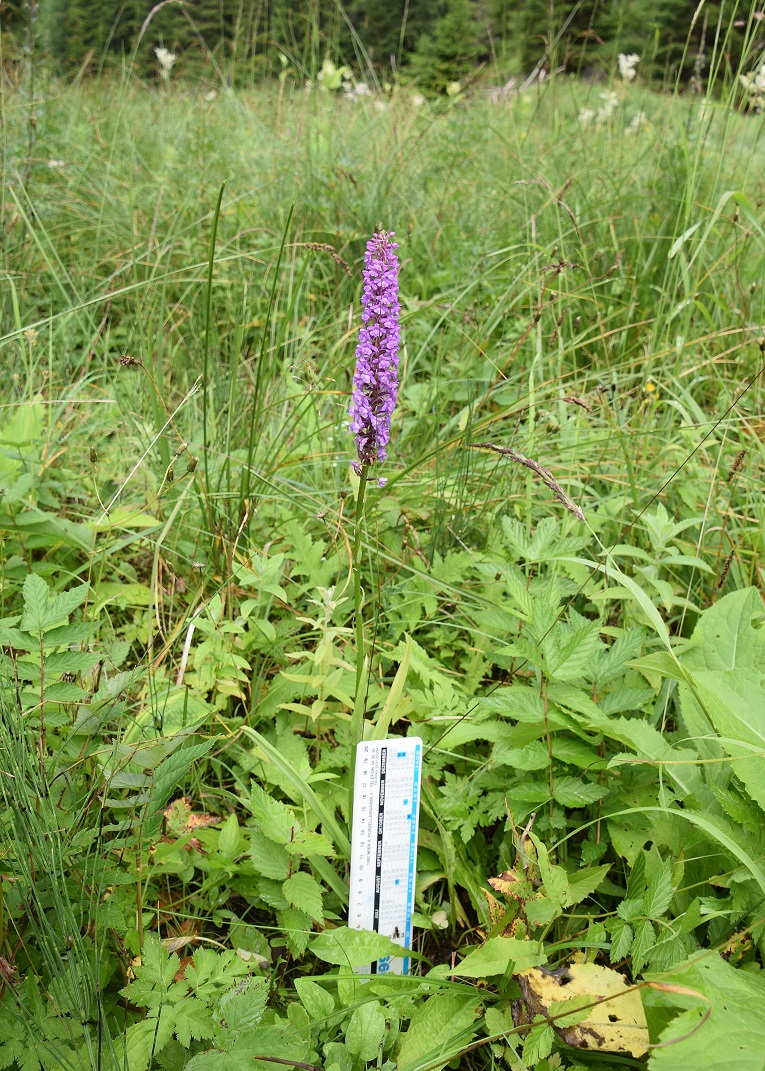 Kernhof -25072020-(41) - Nasswiese - Gymnadenia conopsea subsp. densiflora - Dichtblütige Mücken-Händelwurz.JPG