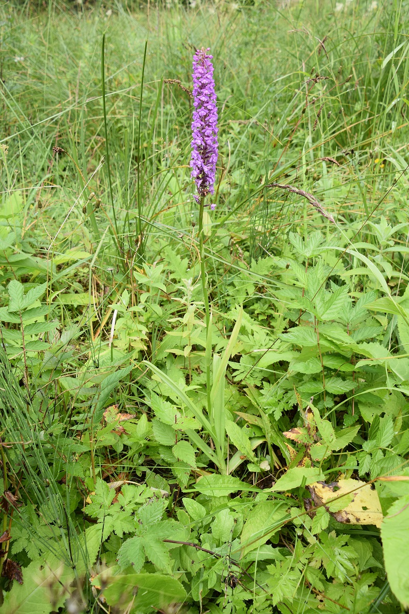 Kernhof -25072020-(42) - Nasswiese - Gymnadenia conopsea subsp. densiflora - Dichtblütige Mücken-Händelwurz.JPG