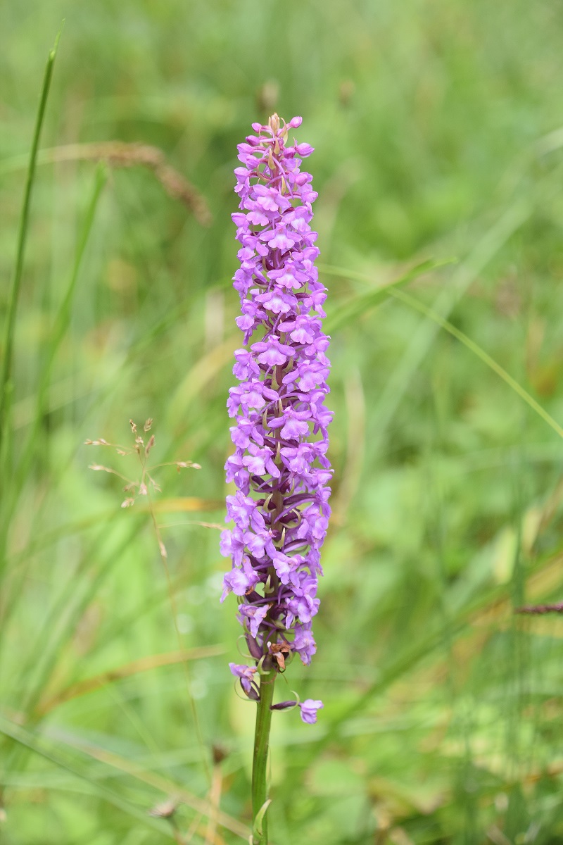 Kernhof -25072020-(43) - Nasswiese - Gymnadenia conopsea subsp. densiflora - Dichtblütige Mücken-Händelwurz.JPG