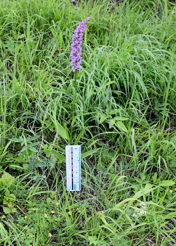 Rohr im Gebirge  - 25072020-(14) - Gymnadenia conopsea subsp. densiflora - Dichtblütige Mücken-Händelwurz.JPG