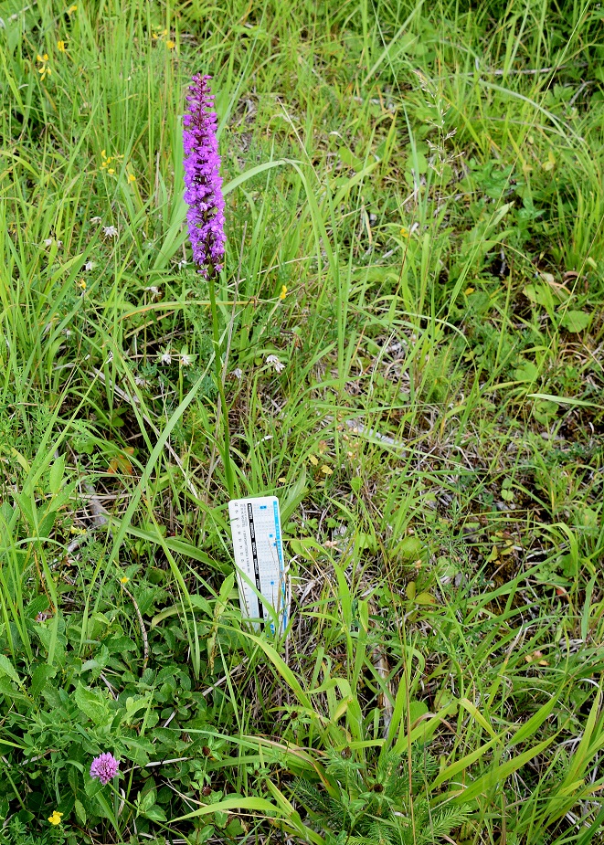Rohr im Gebirge  - 25072020-(15) - Gymnadenia conopsea subsp. densiflora - Dichtblütige Mücken-Händelwurz.JPG