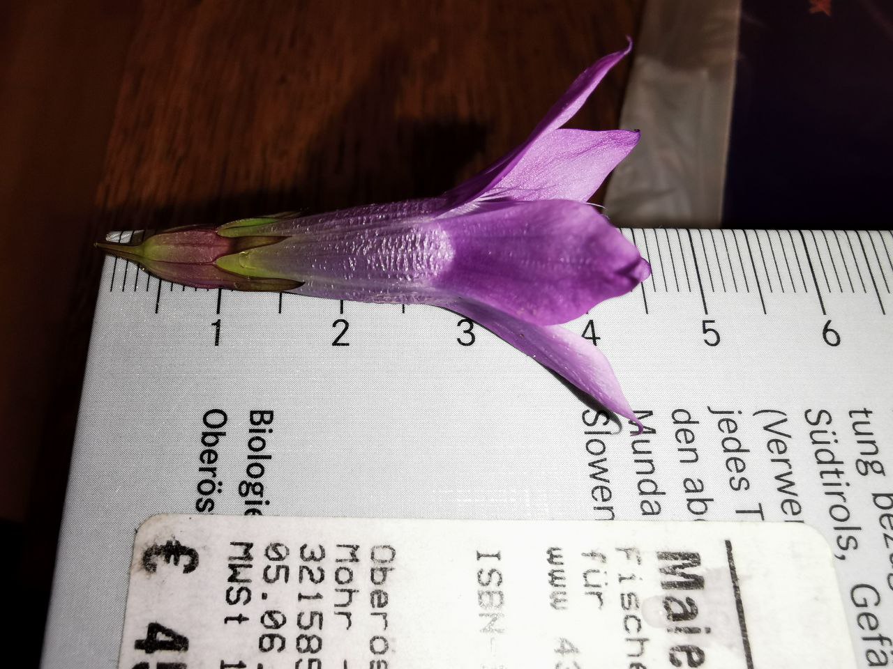 gentianella1.jpg