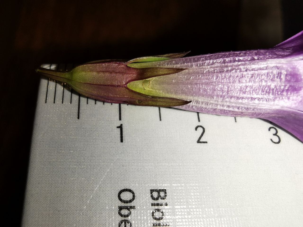 Gentianella2.jpg