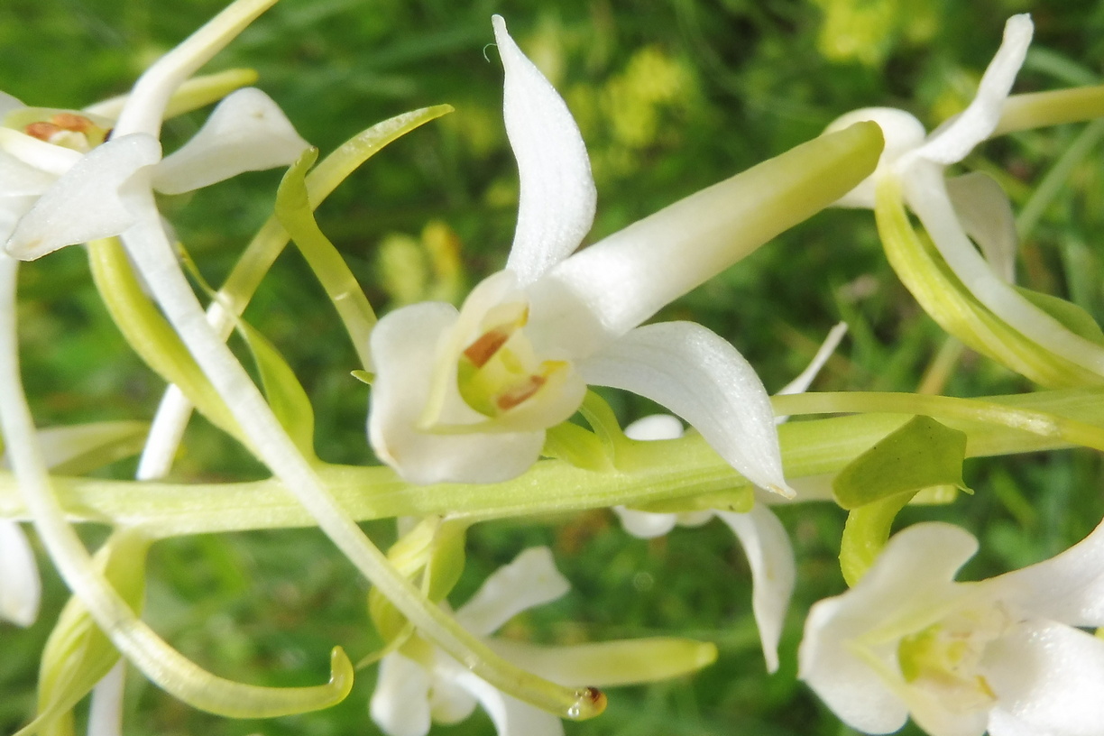 Platanthera spec.  1.JPG