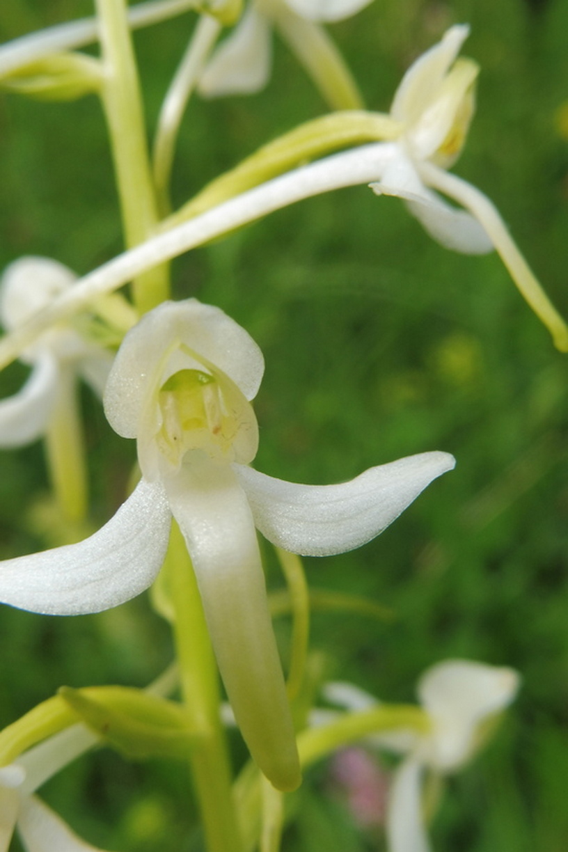 Platanthera spec.  2.JPG