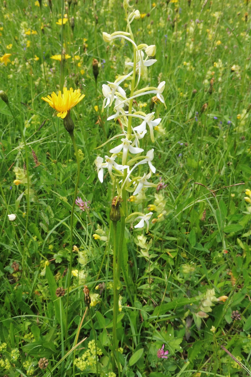 Platanthera spec.  3.JPG