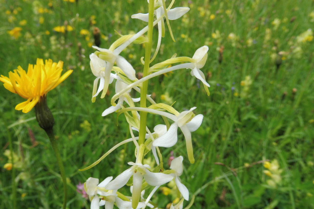 Platanthera spec.  4.JPG