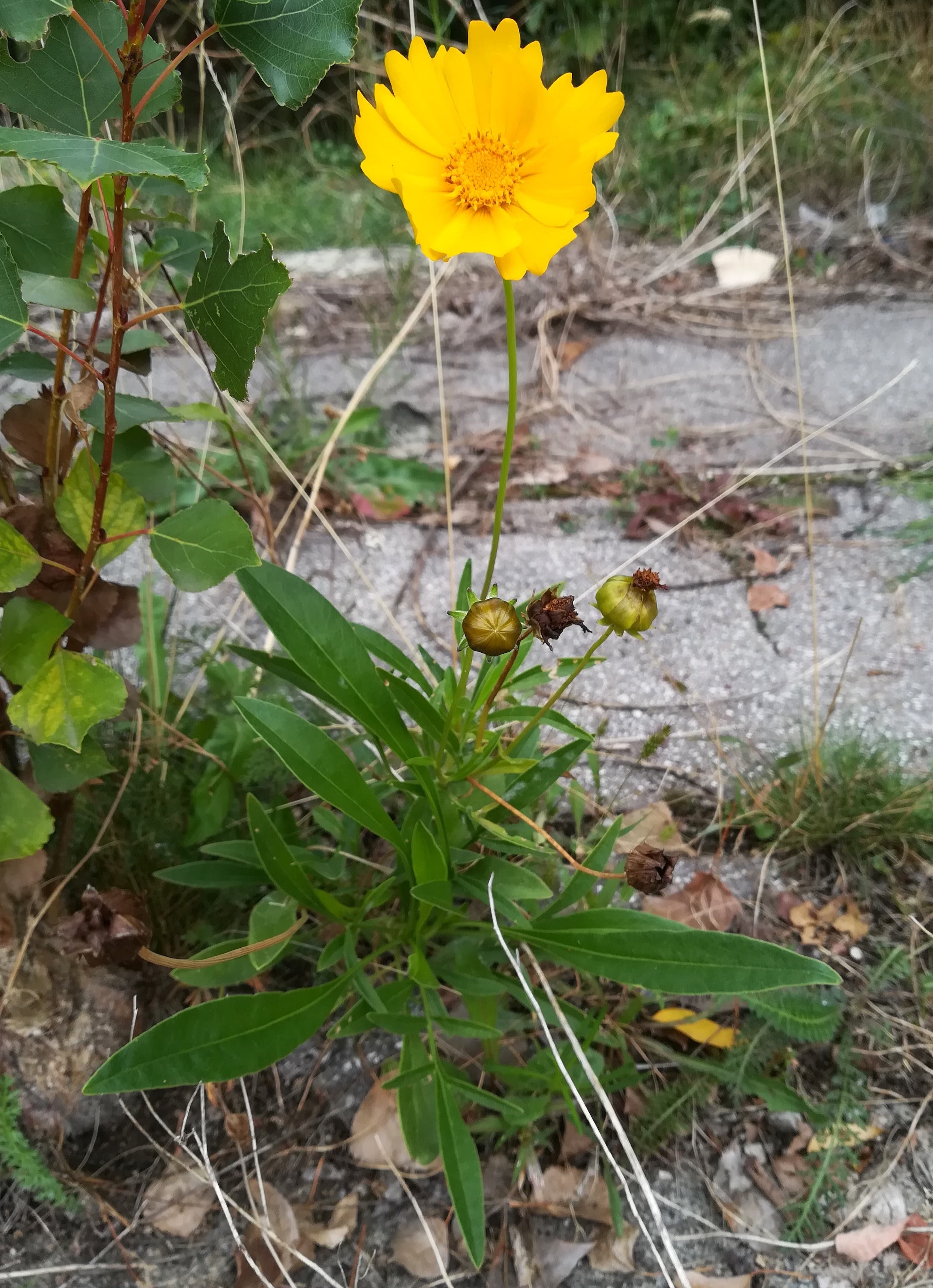 coreopsis cf. lanceolata franz-grill-straße E panzerhalle arsenal_20220917_135213.jpg