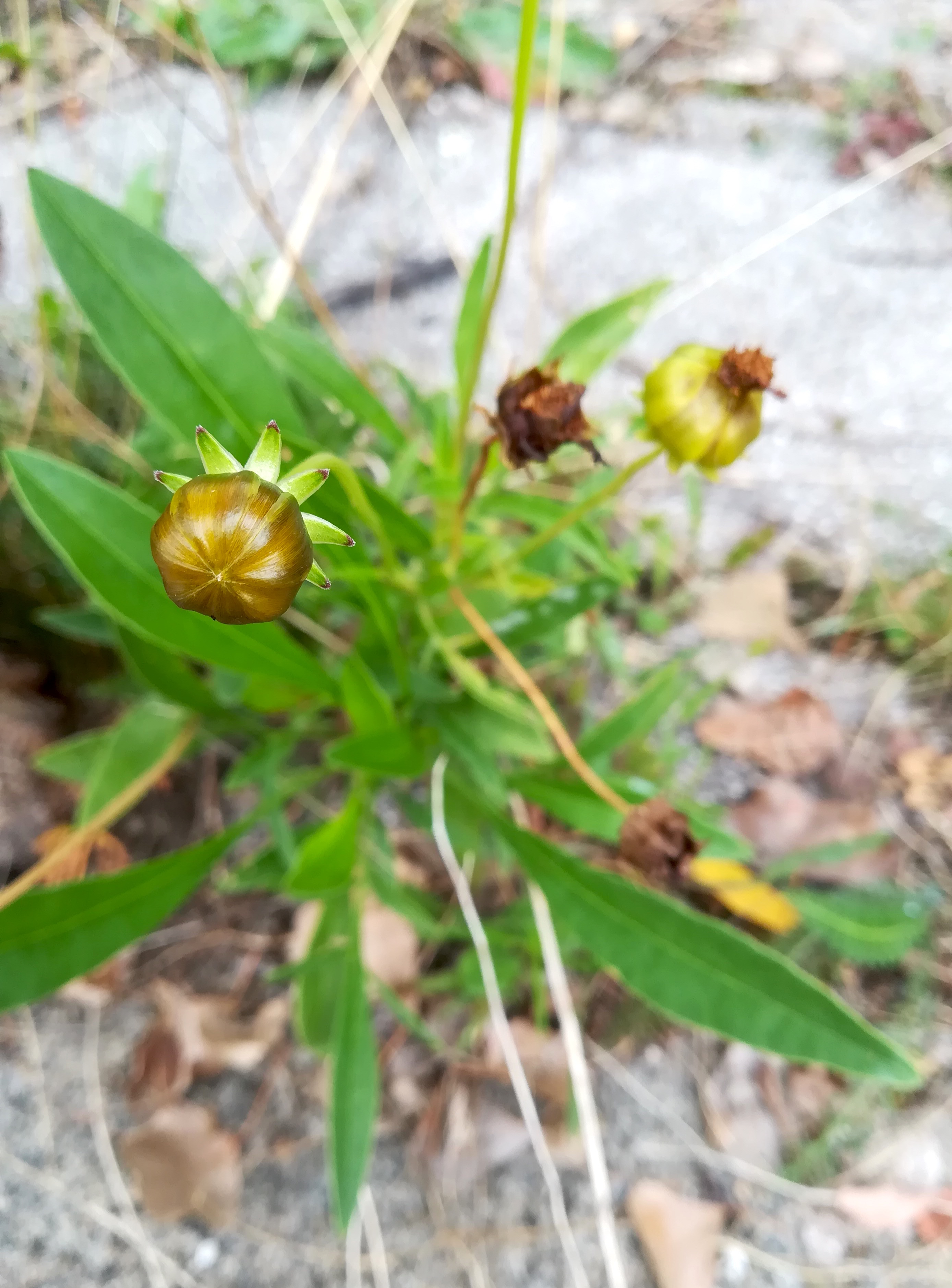 coreopsis cf. lanceolata franz-grill-straße E panzerhalle arsenal_20220917_135232.jpg