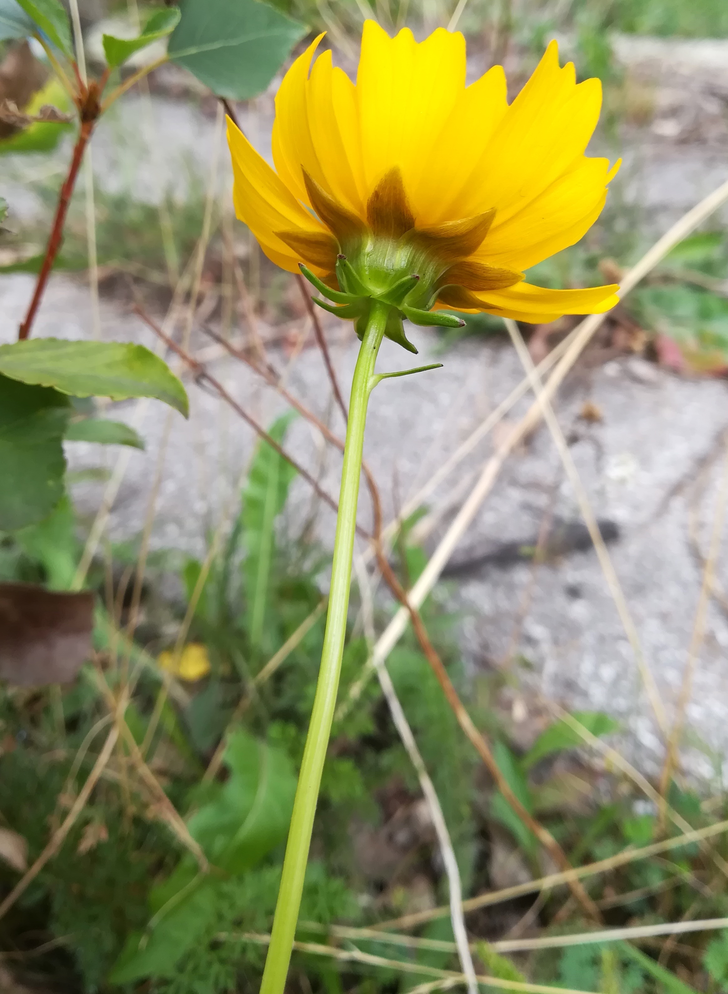 coreopsis cf. lanceolata franz-grill-straße E panzerhalle arsenal_20220917_135311.jpg