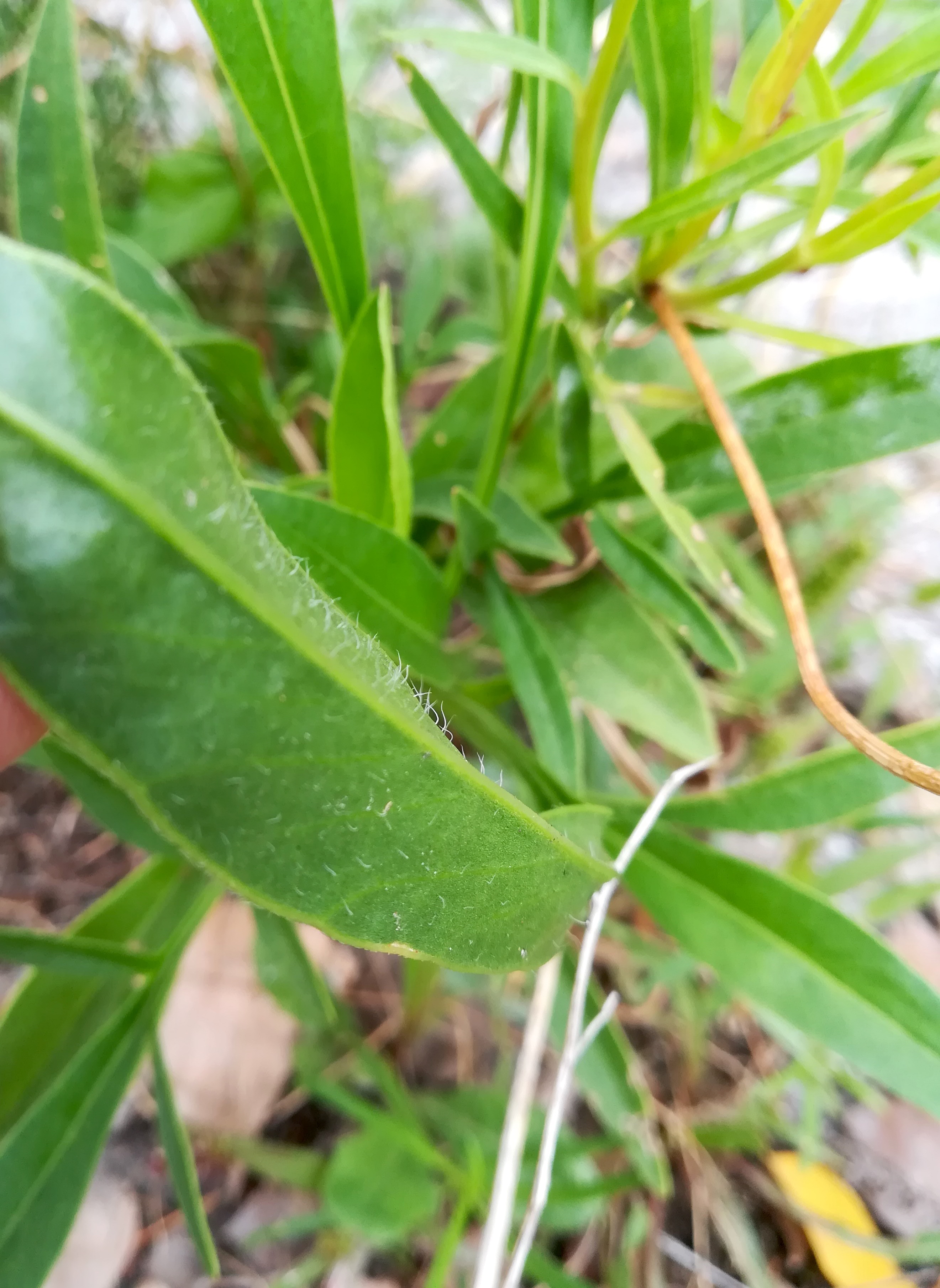 coreopsis cf. lanceolata franz-grill-straße E panzerhalle arsenal_20220917_135336.jpg