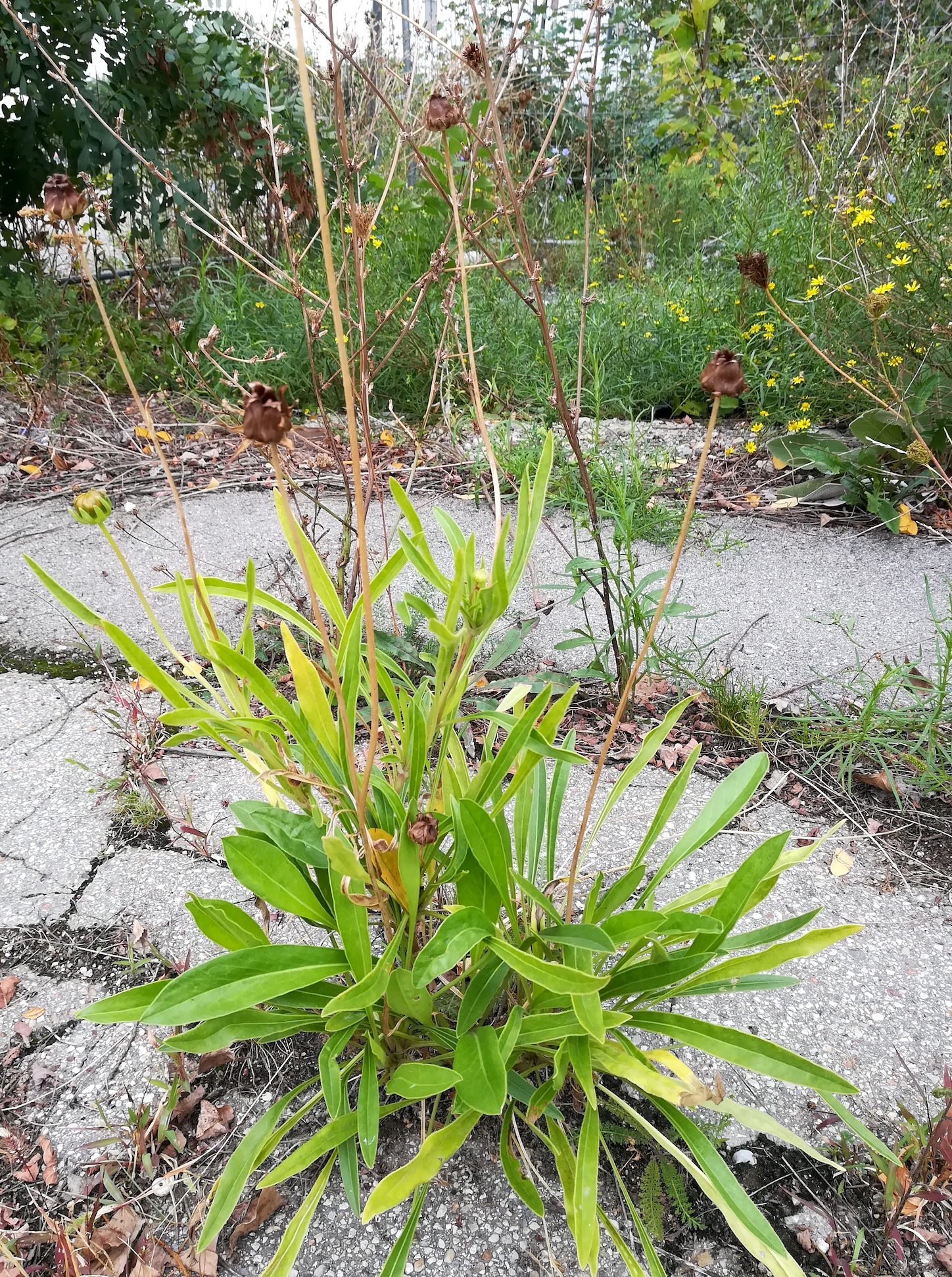 coreopsis cf. lanceolata franz-grill-straße E panzerhalle arsenal_20220917_135436.jpg