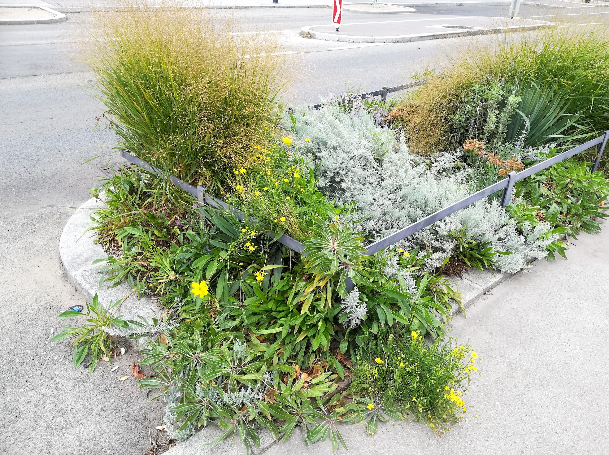 coreopsis cf. lanceolata franz-grill-straße E panzerhalle arsenal_20220917_135654.jpg