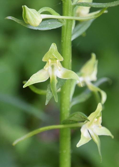 LF - 14052022 - (71) - - Platanthera chlorantha - Grünlich-Waldhyazinthe.JPG