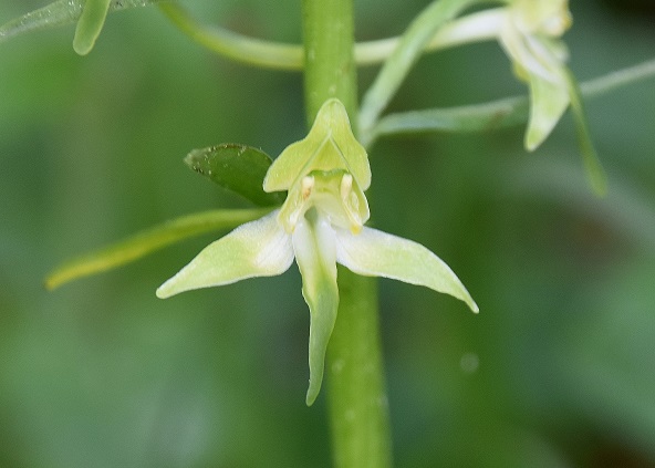 LF - 14052022 - (74) - - Platanthera chlorantha - Grünlich-Waldhyazinthe.JPG