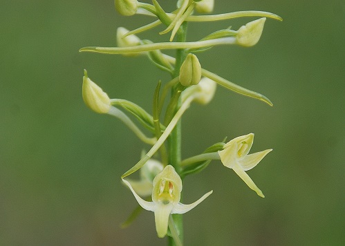 Zellerhüte--18062017-(85)_Platanthera bifolia cf müllerii - Weiß-Waldhyazinthe.JPG