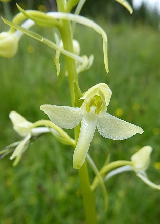 Zellerhüte--18062017-(165)_Platanthera bifolia cf müllerii - Weiß-Waldhyazinthe.JPG