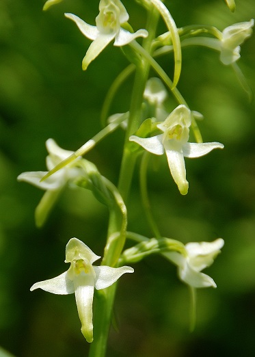 Sonnleitstein--20062017-(148) - Platanthera bifolia cf müllerii - Weiß-Waldhyazinthe.JPG