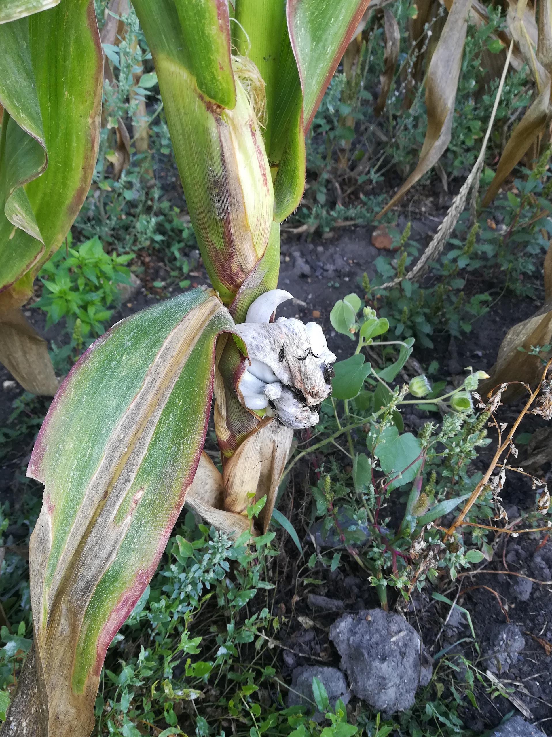 cf. pilz auf zea mays reisenbach W badeteichsiedlung götzendorf_20220923_091651.jpg