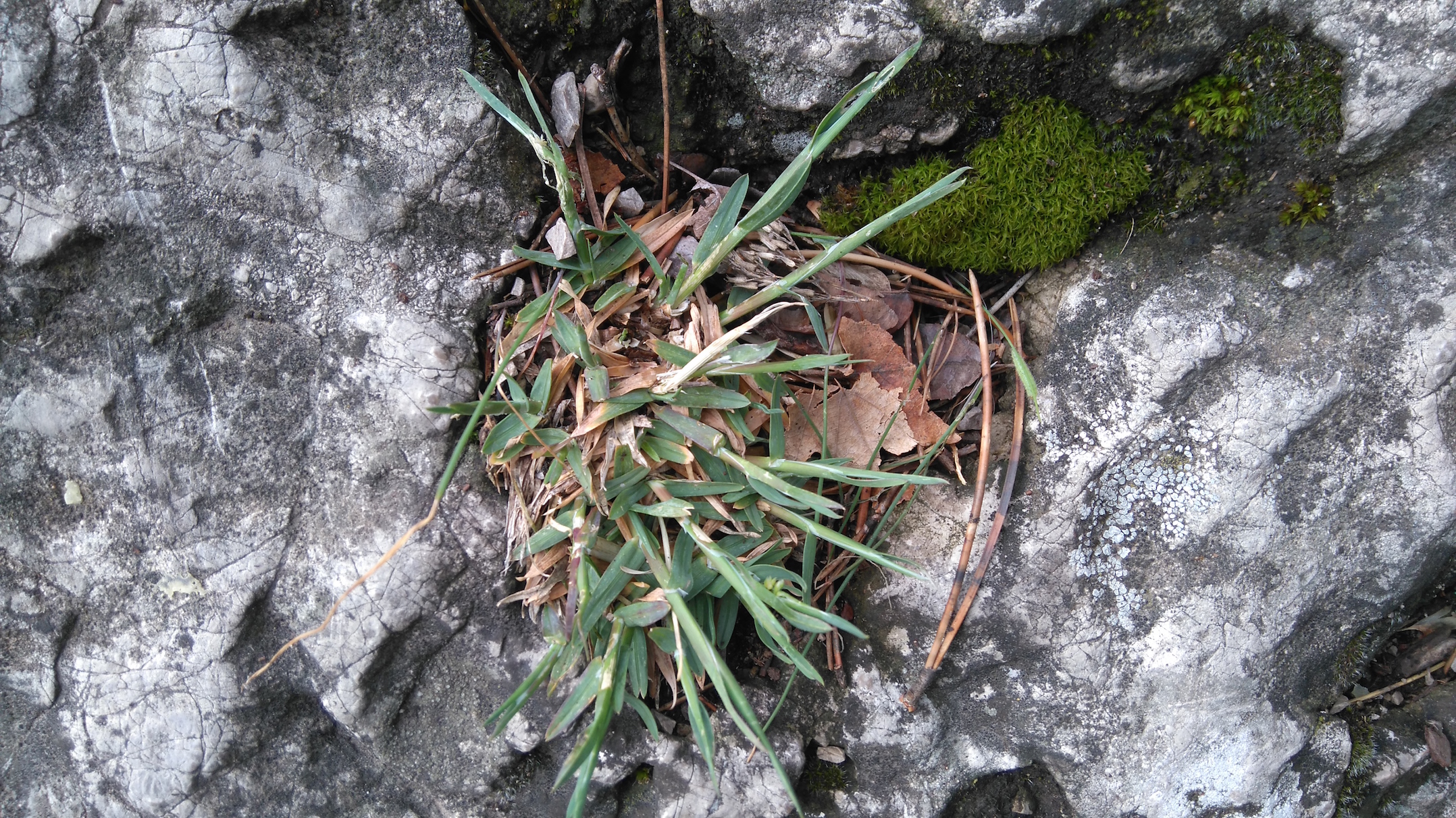 poa badensis_7959.JPG