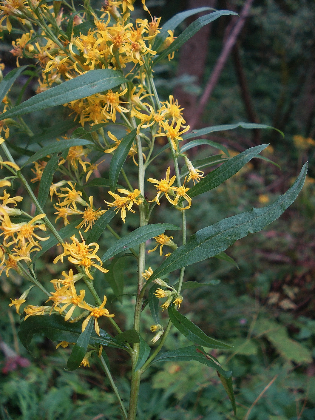 Solidago.gigantea x virgaurea.cf.S.x snarskisii.St-Wildbach.Grabenweg.28.Aug .22.JPG