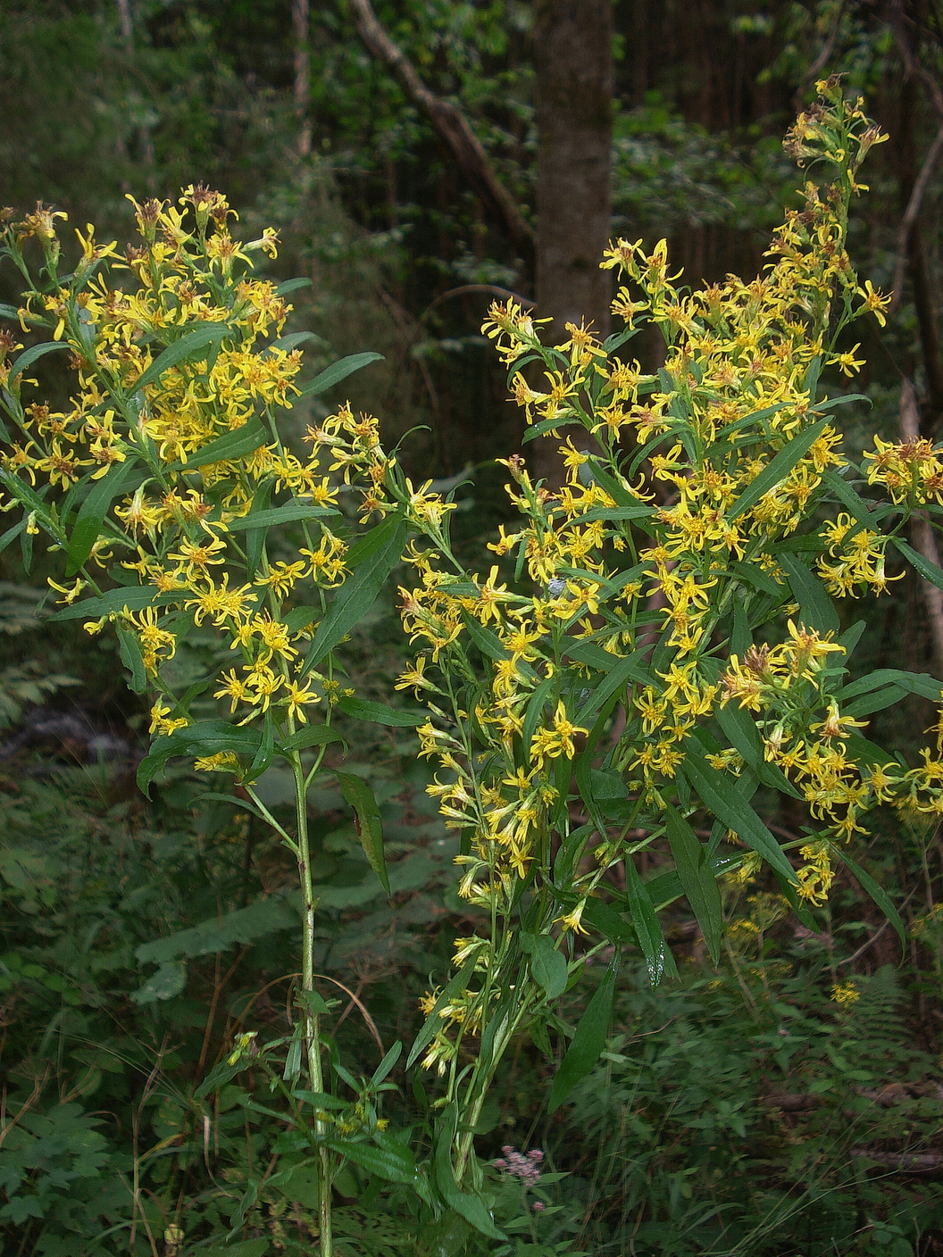 Solidago.gigantea x virgaurea.cf.S.x snarskisii.St-Wildbach.Grabenweg. 28.Aug.22.JPG