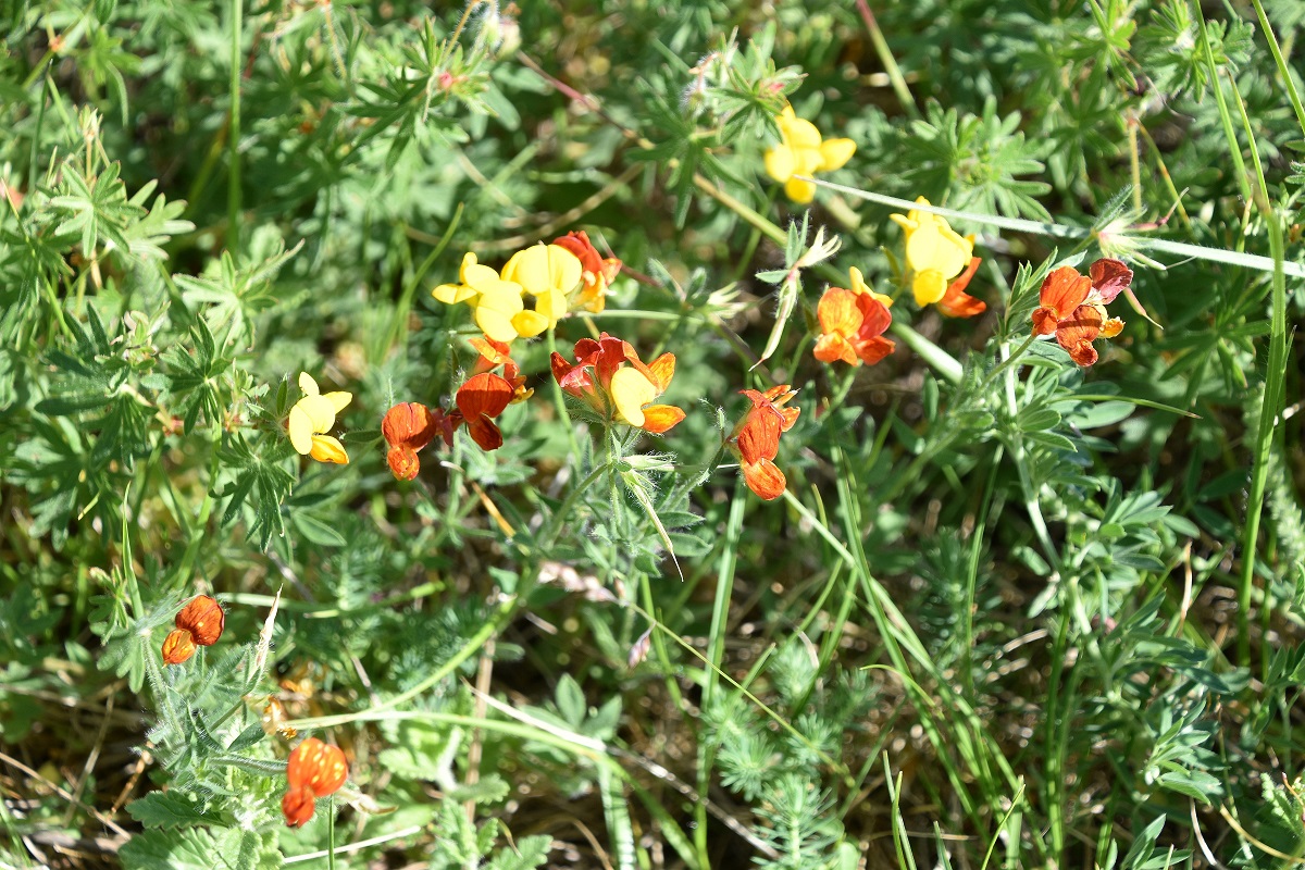 Spitzerberg - 22052022 - (127) - weg Hochfläche - cf Lotus corniculatus .JPG