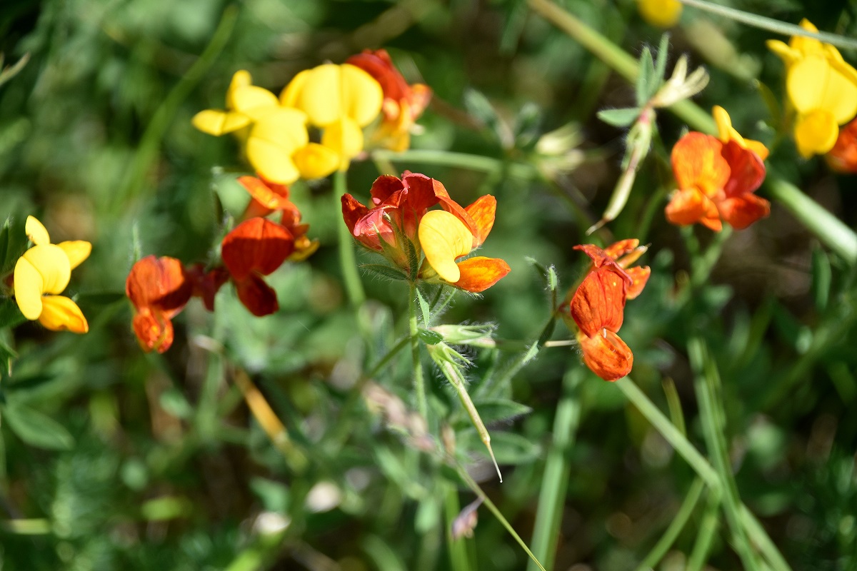 Spitzerberg - 22052022 - (128) - weg Hochfläche - cf Lotus corniculatus .JPG